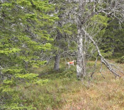 1b1d7d4a-ab06-4024-9126-d7b0997c6841